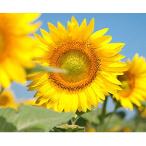 Подсолнечник Солнечное настроение f1 (класс Эконом), 150 000 семян, ВНИС Украина фото, цена